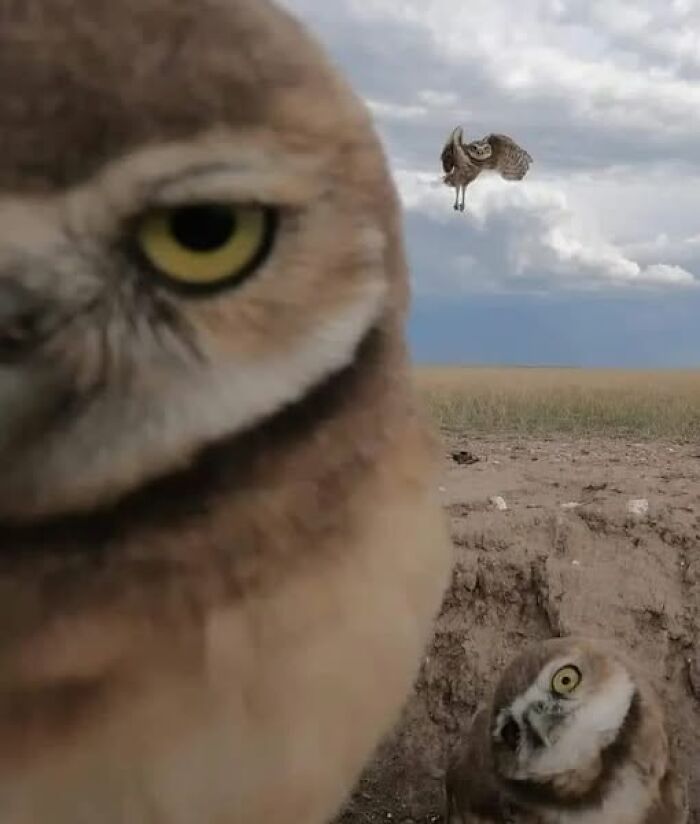 Búhos en una cómica escena, un primer plano curioso y otro volando en el fondo.