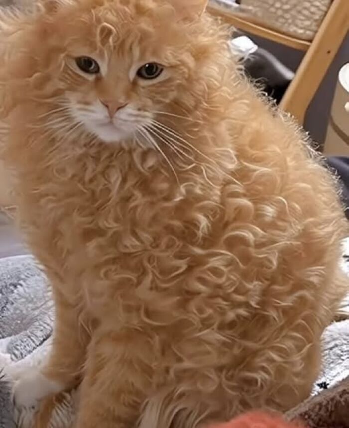 Gato esponjoso sentado en una manta, con su pelaje rizado y expresión curiosa.