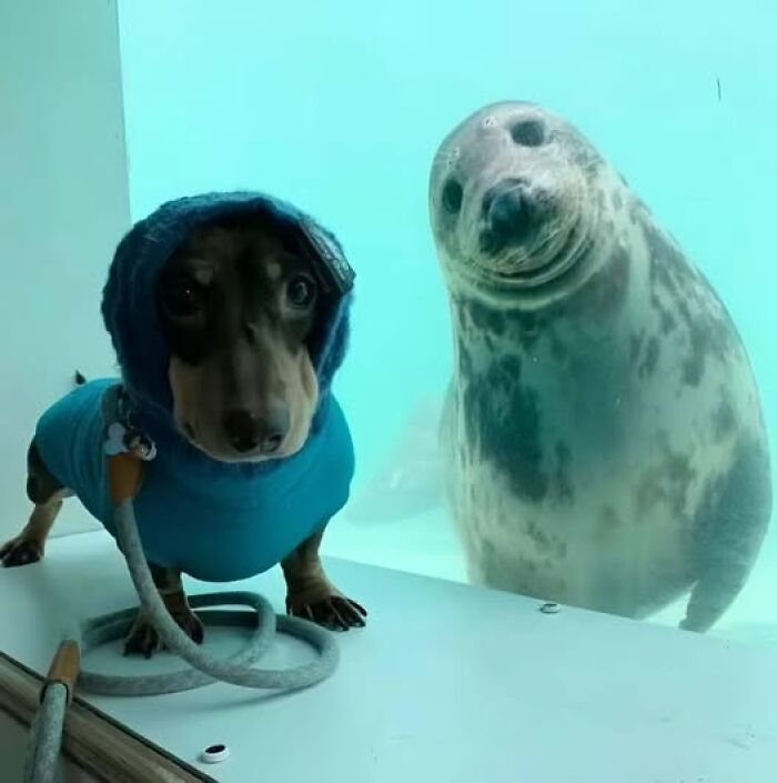 Un perro vestido y una foca curiosa observando, imagen divertida de animales espontáneos.