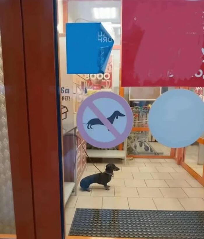 Perro junto a señal de prohibido en tienda, mostrando su actitud divertida de hacer lo que le da la gana.