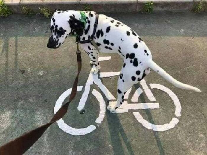 Perro dálmata parado sobre el símbolo de una bicicleta en el suelo, mostrando su actitud divertida.