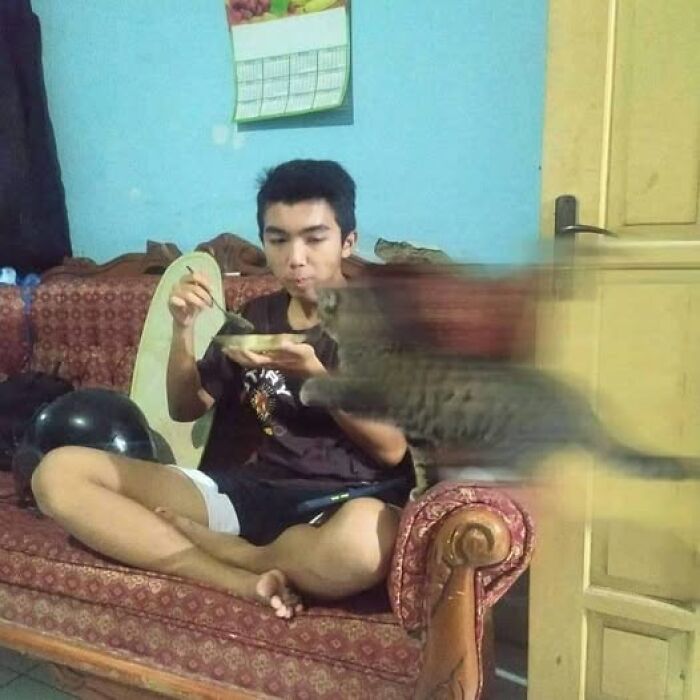 Gato saltando hacia un bol de comida mientras un joven está sentado en el sofá.