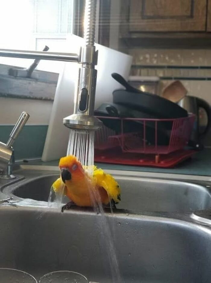 Loro amarillo disfrutando de una ducha en el fregadero de la cocina.