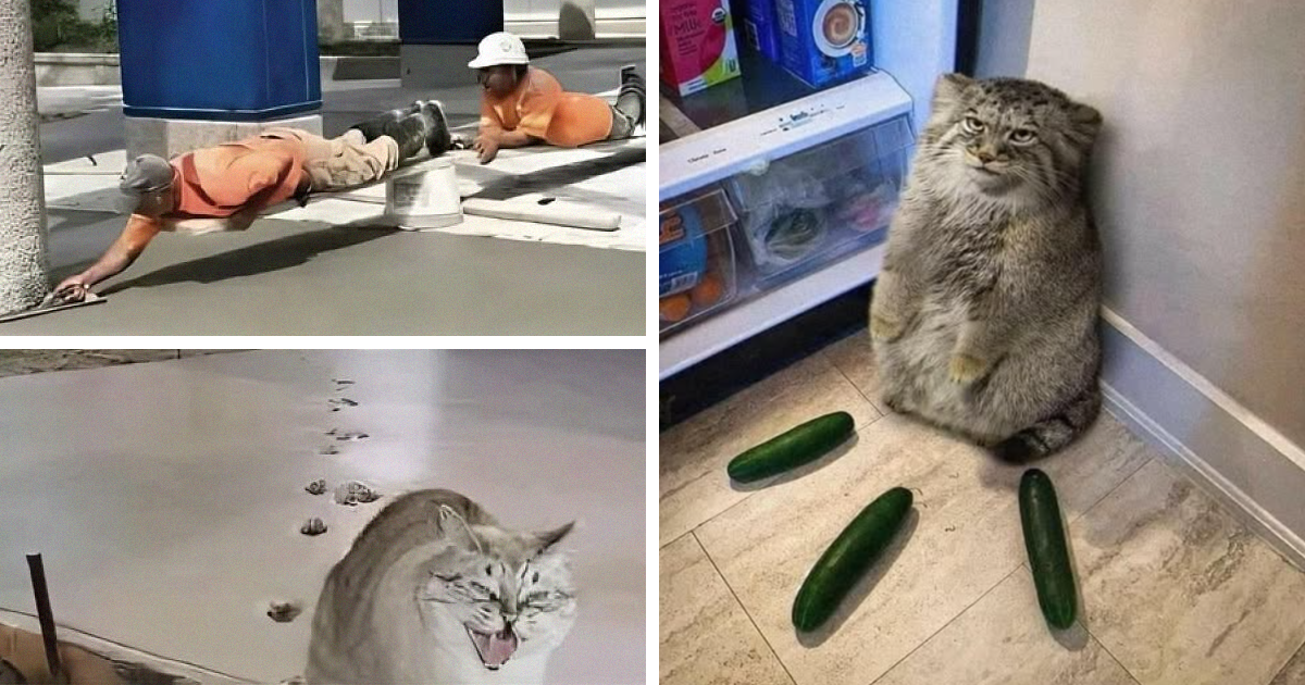 45 Fotos divertidas de animales haciendo lo que les da la gana