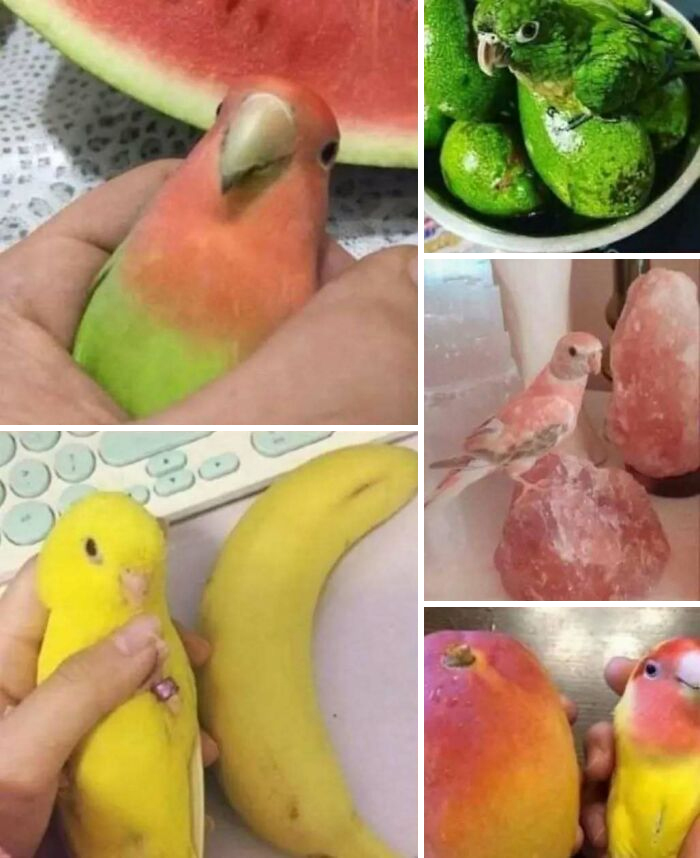 Aves camufladas entre frutas y objetos, creando ilusiones de comida caótica.
