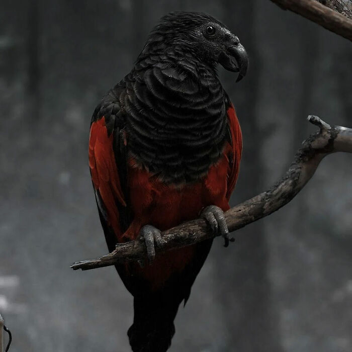 Loro negro y rojo posado en una rama en el bosque, demostrando la sorprendente diversidad de la naturaleza.