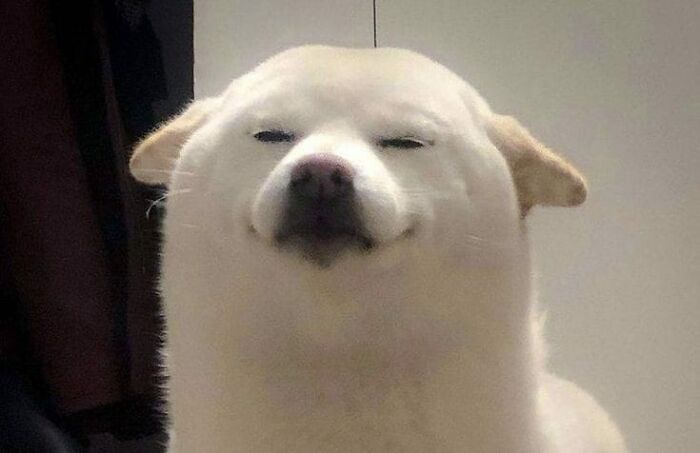 Perro blanco con expresión divertida y extraña, posando curiosamente.