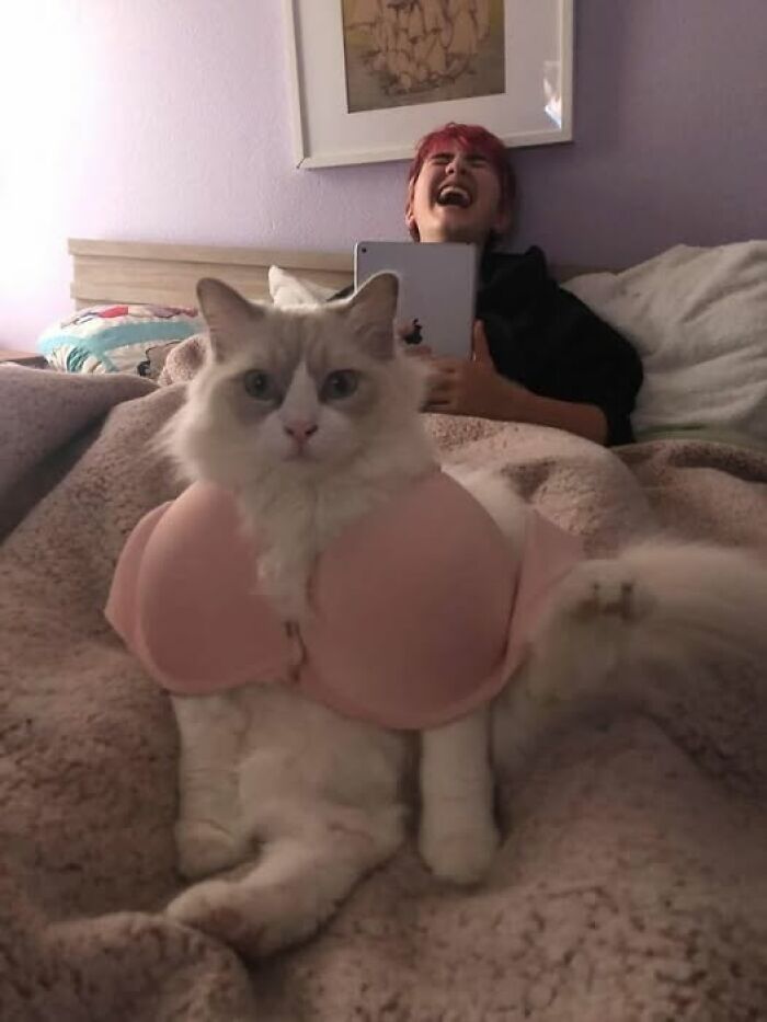 Gato con sujetador rosa y persona riendo en el fondo, en una imagen rara y absurda.