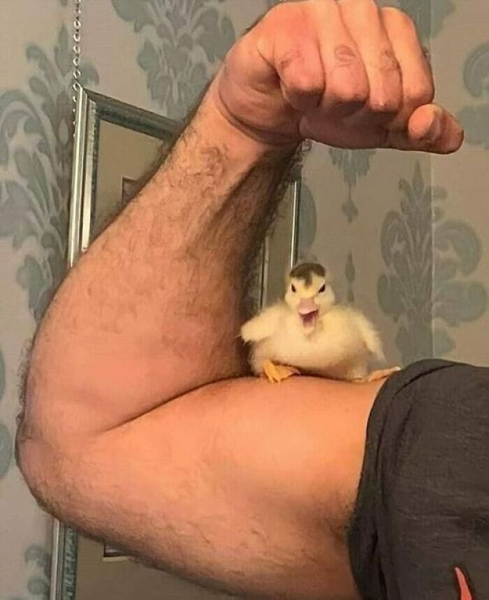 Pato sobre un brazo musculoso en una imagen aleatoria y absurda.