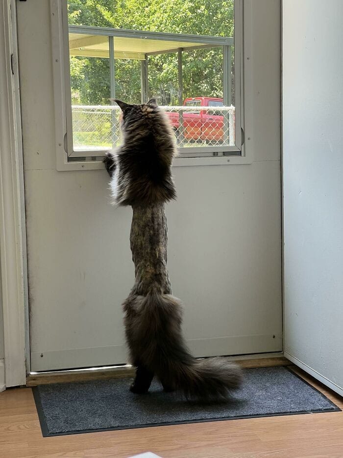 Gato curioso asomándose por una ventana, creando una imagen rara y divertida.