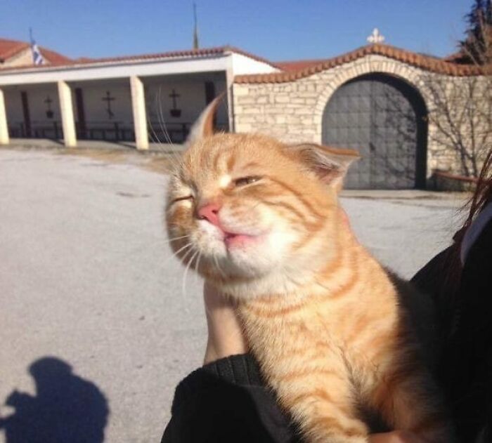 Gato naranja con expresión graciosa en un entorno al aire libre, destacando imágenes aleatorias.