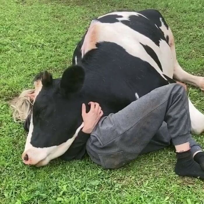 Persona abrazando una vaca en el césped, escena absurda y reconfortante.
