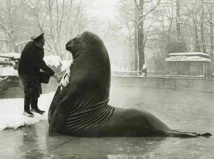 Un hombre estrecha la mano de un león marino en un entorno nevado, recordando días pasados.