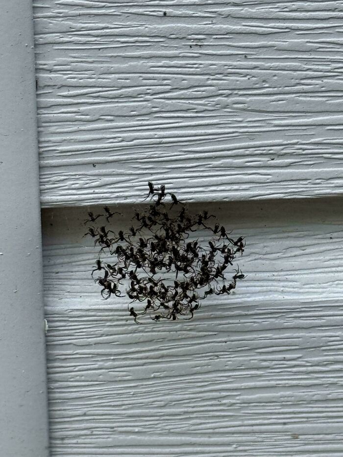 Arañas en un muro en Australia, agrupadas en una formación circular.