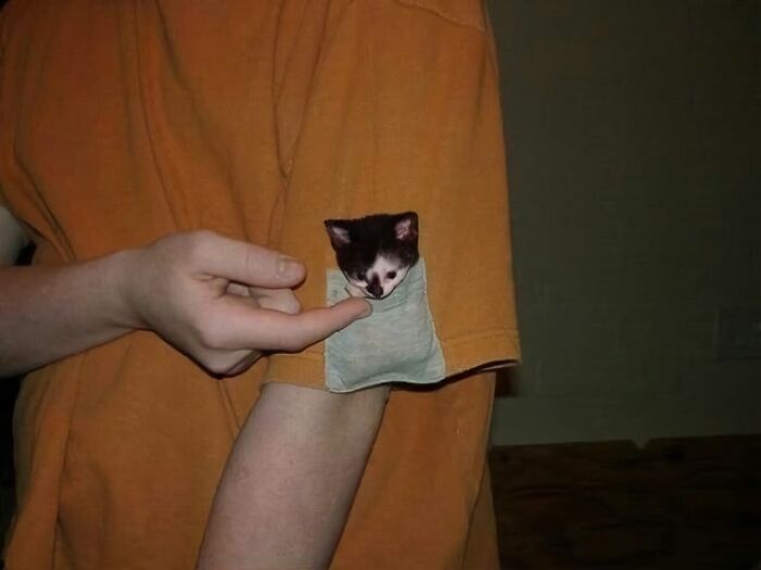 Gatito en un bolsillo de camisa anaranjada, una imagen tan rara como absurda.