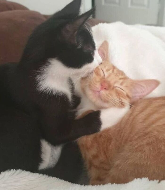 Dos gatos abrazándose con ternura, una imagen rara y adorable que captura un momento de afecto entre mascotas.