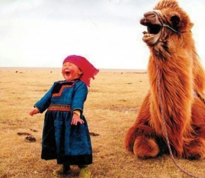 Niño y camello riendo juntos en un campo abierto, mostrando una escena rara y absurda.