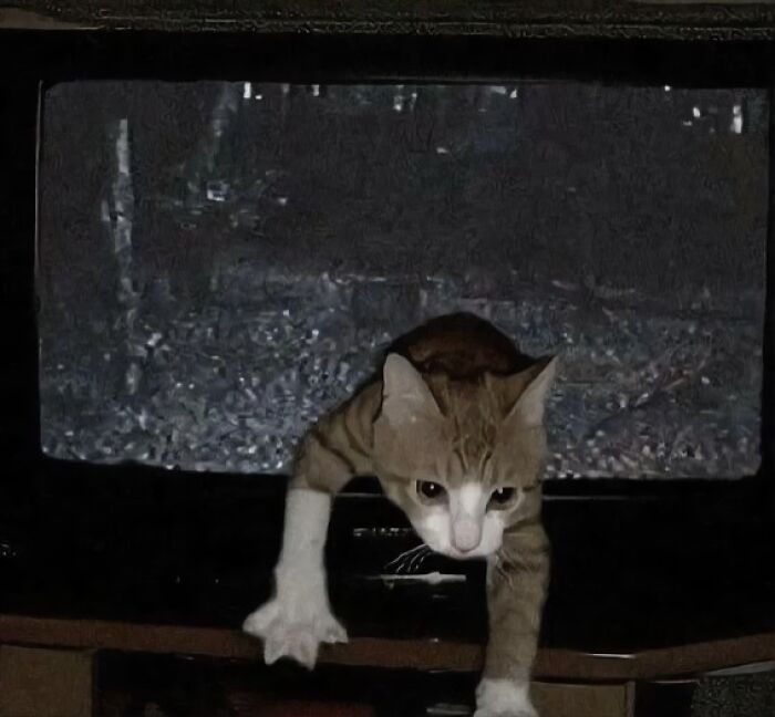 Gato saliendo de una pantalla en una imagen absurda y rara.