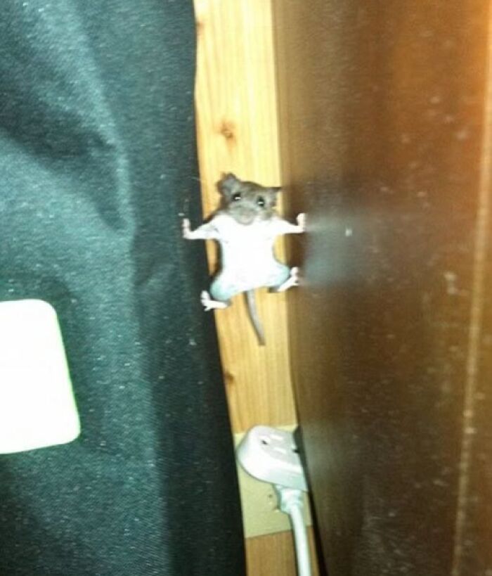 Ratoncito atrapado en una posición absurda y divertida, símbolo de imágenes raras y sorprendentes.