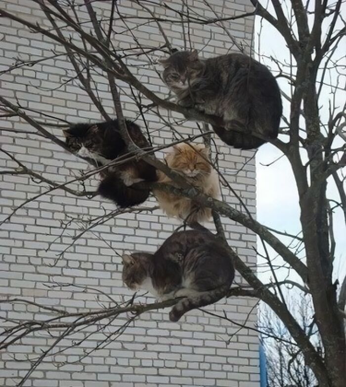 Cuatro gatos en un árbol frente a una pared de ladrillos, escena rara y absurda.