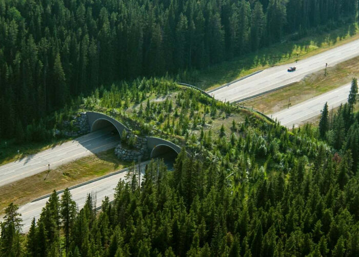 Puente verde sobre carretera rodeada de bosque, representando el paisaje natural de Canadá.