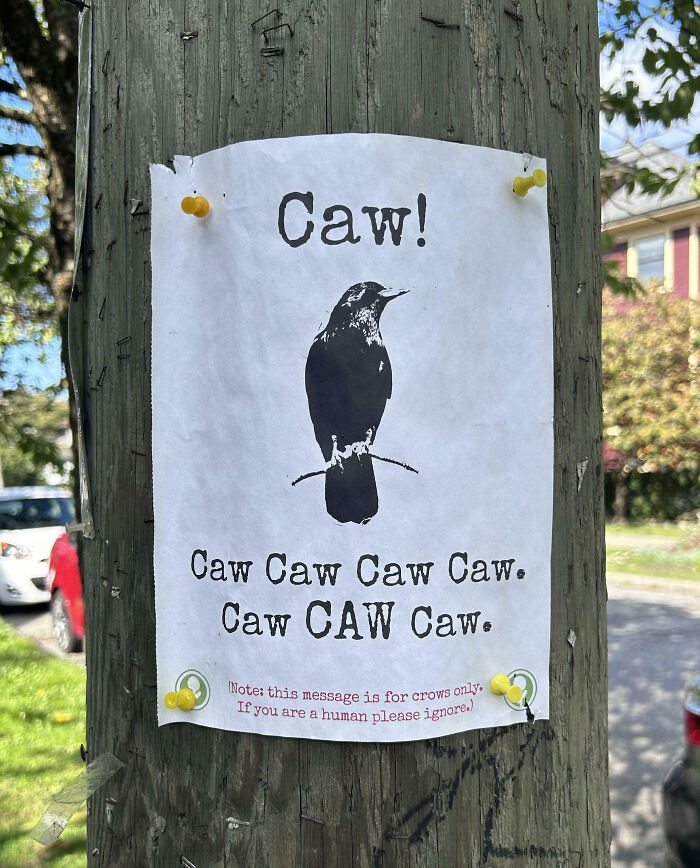 Póster en poste con imagen de cuervo y texto humorístico, representando curiosidades de Canadá.