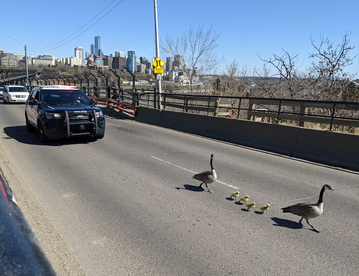 Patos cruzando la calle en Canadá seguido por patrulla policial.