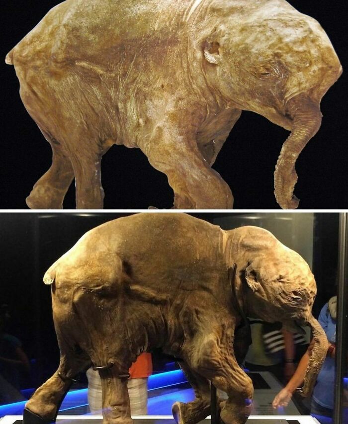 Mamut bebé congelado expuesto, ejemplo de creaciones humanas antiguas sorprendentes.