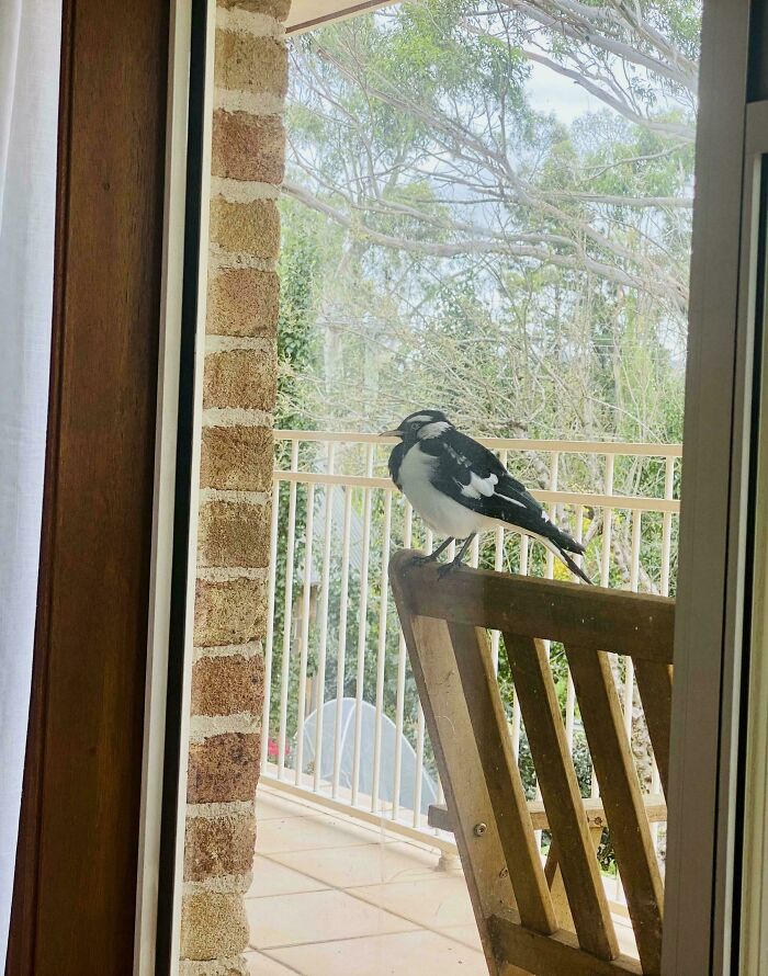 Una urraca australiana posada en una silla de balcón, vista desde una ventana.