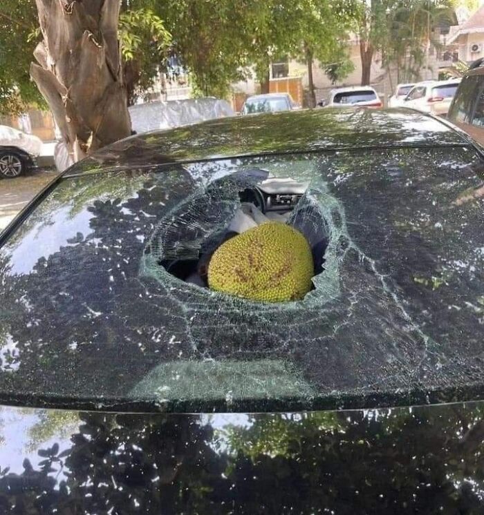 Coche con cristales rotos por un accidente caro, árbol encima del vehículo.
