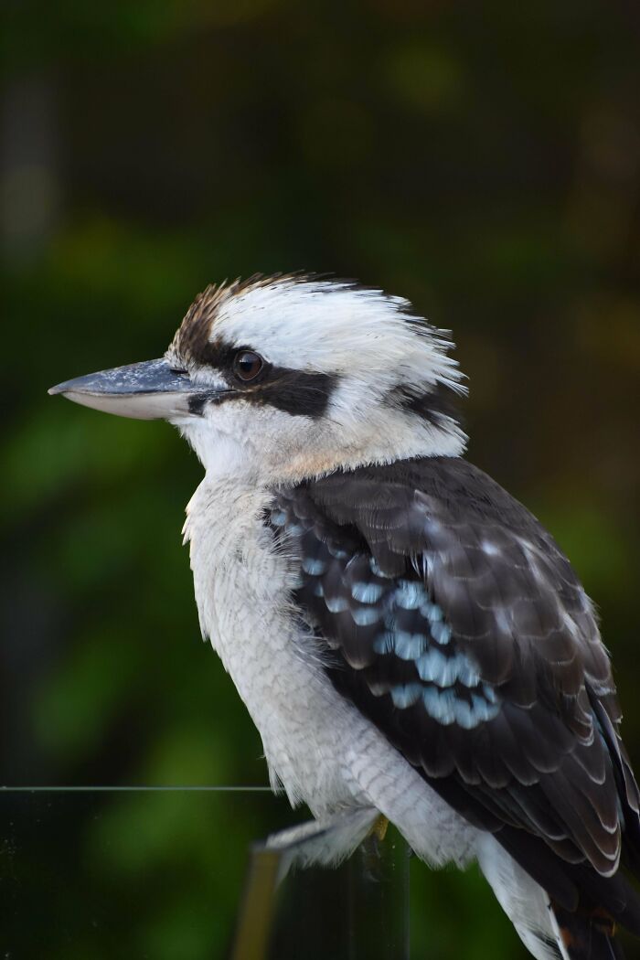 Kookaburra en un entorno natural en Australia, tierra del NO.