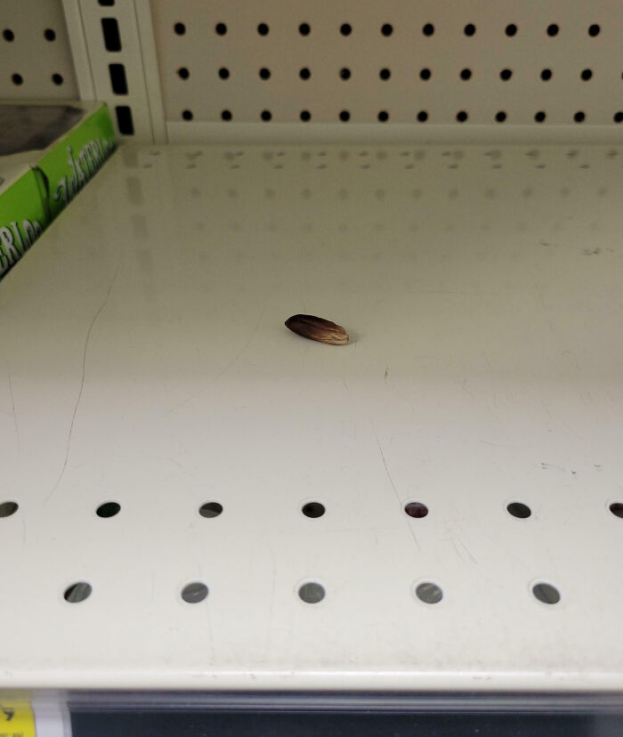 Semilla solitaria en estante vacío simbolizando clientes tontos e ignorantes en historias de empleados frustrados.