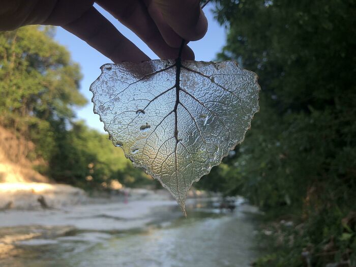 Hoja transparente en un entorno natural, mostrando un efecto surrealista con la luz del sol.
