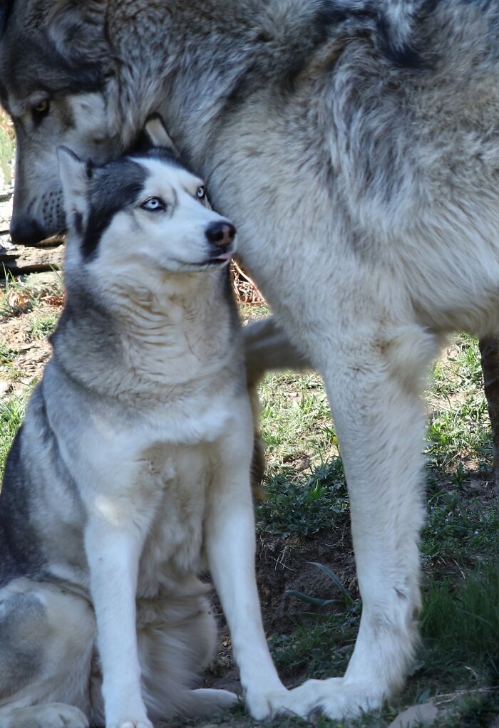 Dos perros en posición surreal, uno husky mirando al frente, el otro al costado.