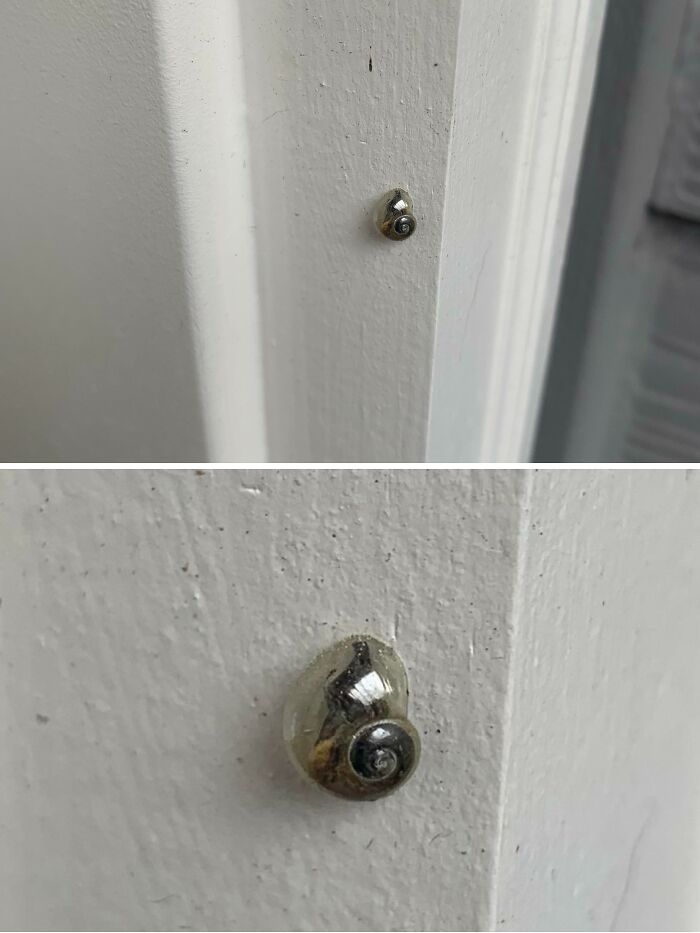 Caracol en una pared blanca, imagen surreal mostrando detalle extraño.