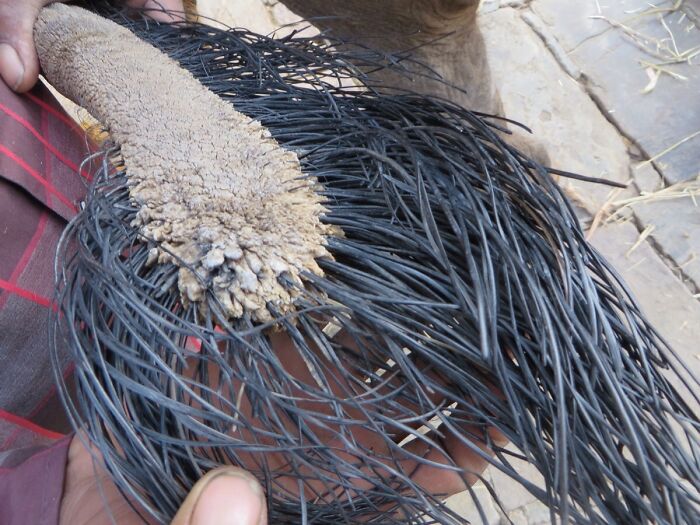 Cola de elefante con pelos negros, una imagen surrealista que destaca entre lo real y lo extraño.