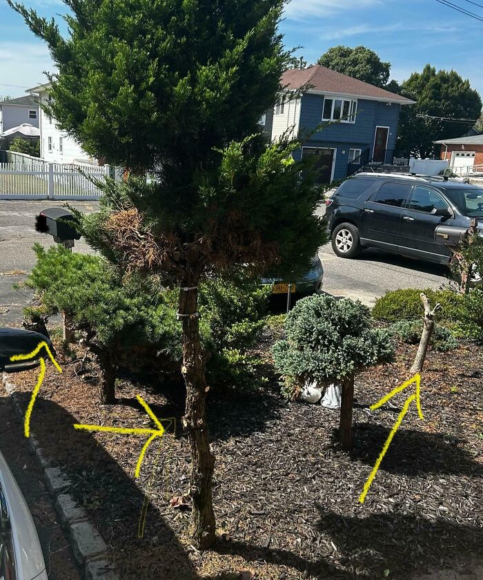 Árboles descuidados en un jardín, con flechas señalándolos, simbolizando problemas con la familia política.
