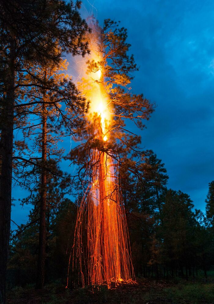 Árbol en llamas bajo un cielo azul, creando una escena surrealista en el bosque.