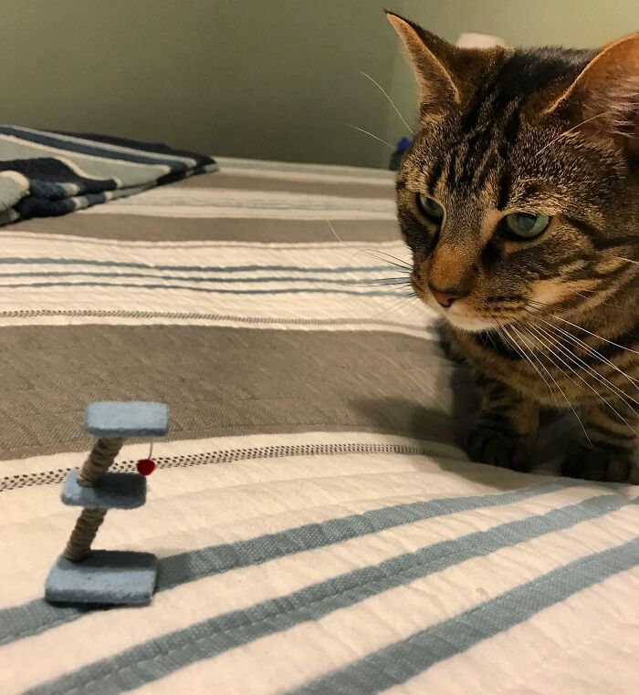 Gato mirando un pequeño rascador en una cama, ejemplo gracioso de errores compartidos en internet.