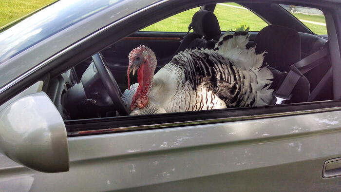 Un pavo en el asiento del conductor de un coche, una escena increíble capturada en fotografía.