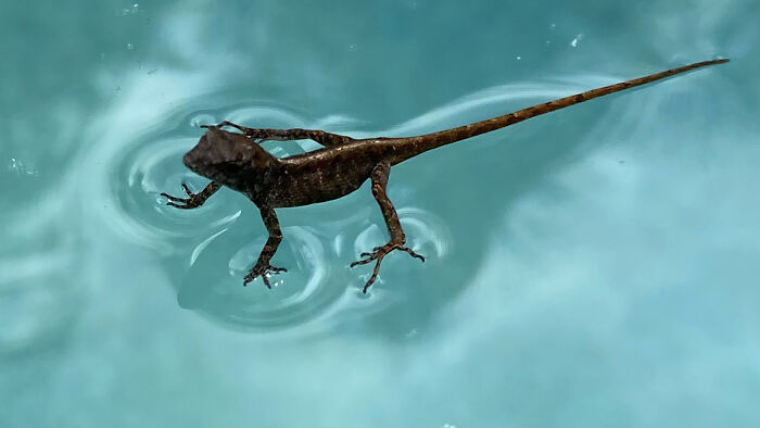 Lagarto caminando sobre el agua creando una escena surreal.