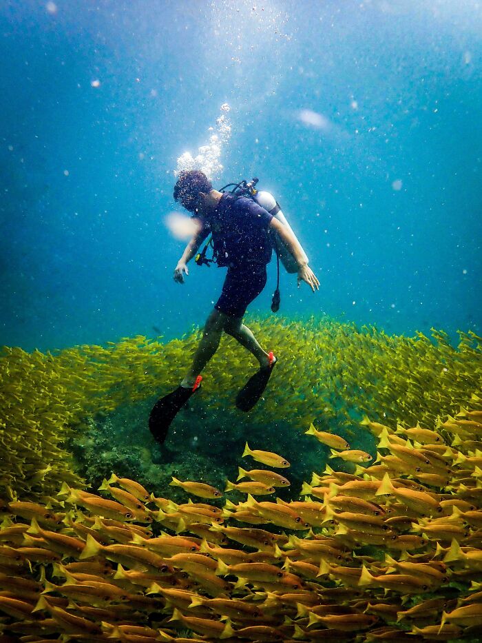 Buceador rodeado de un banco de peces amarillos bajo el agua.