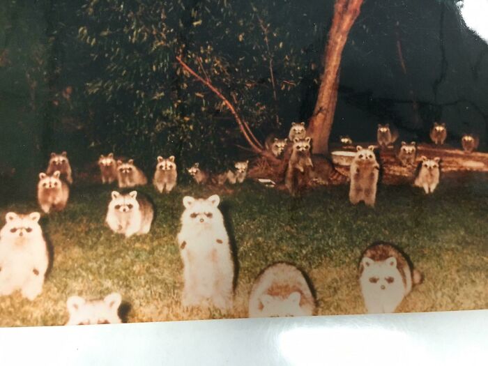 Grupo de mapaches observando en el bosque por la noche, captados en una foto inusual.