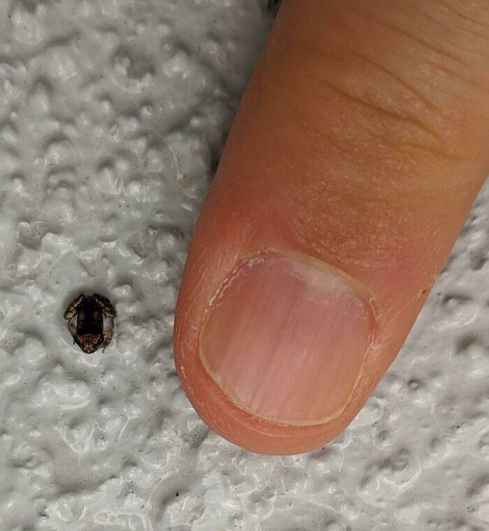Dedos junto a un pequeño insecto sobre una superficie blanca, ilustrando una escena surreal.