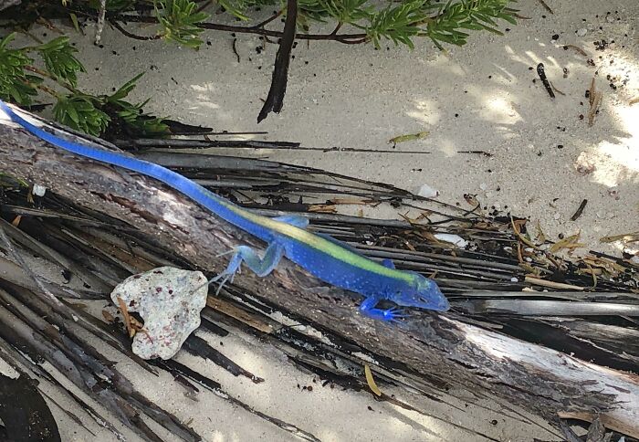 Lagartija azul y verde sobre tronco en la playa, ejemplo de imagen surreal.