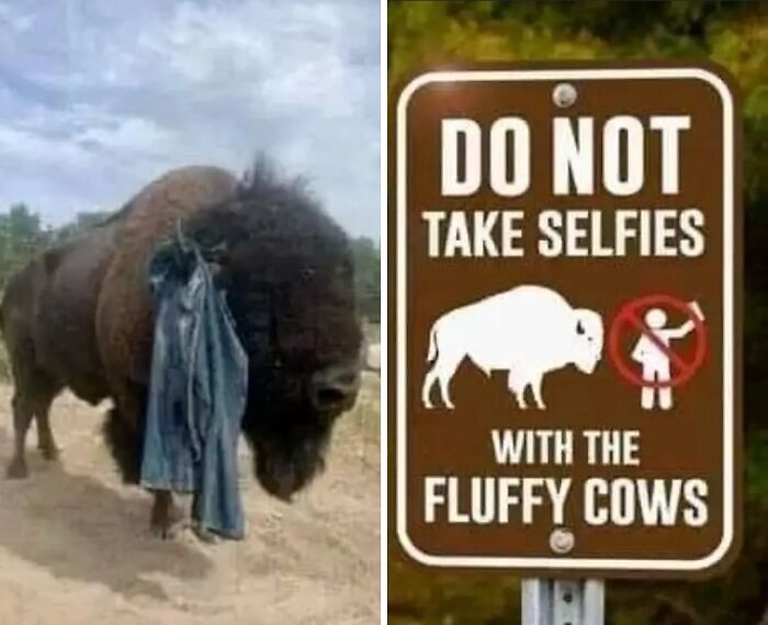 Aviso legal divertido junto a bisonte con ropa y cartel que prohíbe selfies con vacas esponjosas.