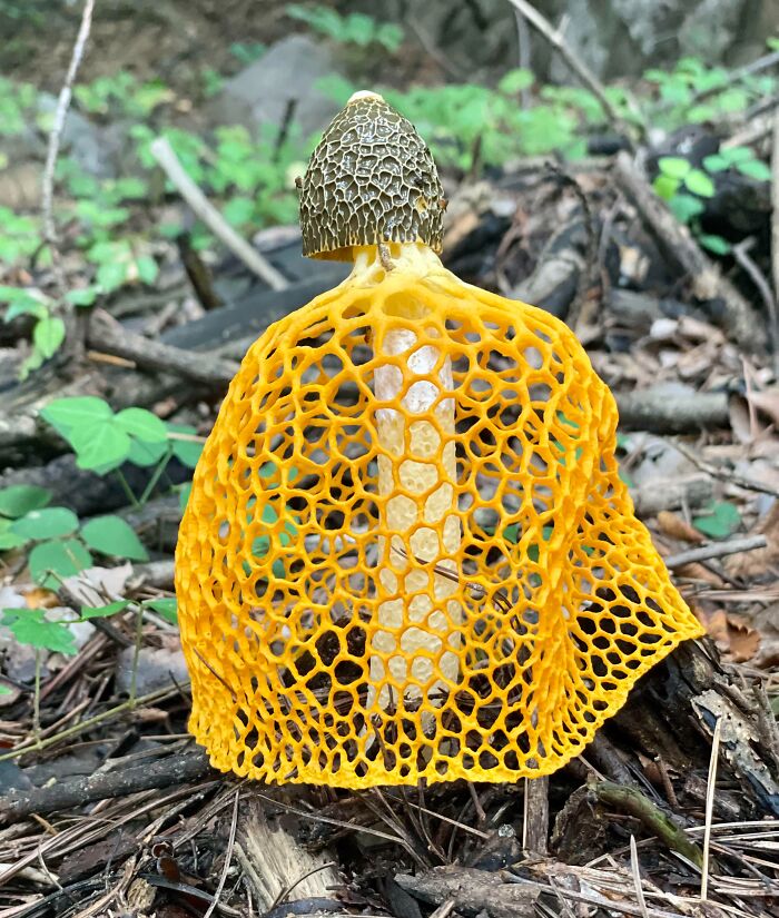 Hongo con estructura surrealista enrejada amarilla en el bosque, resaltando lo extraño de la naturaleza.