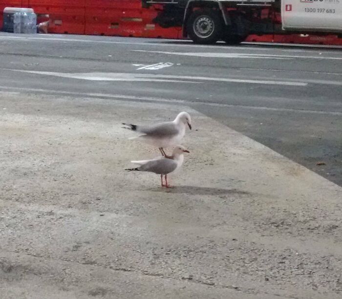 Dos gaviotas posando en un muelle con pavimento y un camión de fondo, capturadas para ser creídas.