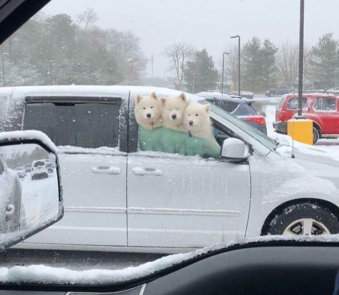 Perros asomando la cabeza por la ventana de un coche en día nevado, escena divertida y sorprendente.