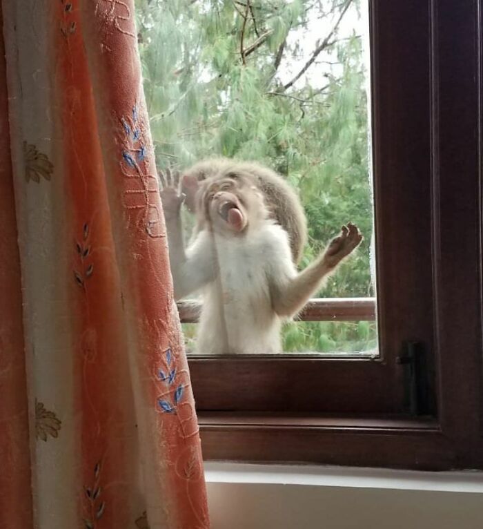 Mono pegado al cristal de una ventana, mostrando una expresión divertida.